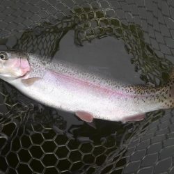 大安トラウトレイク 釣果